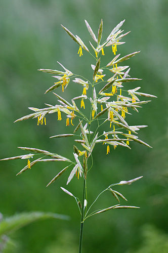 bromus inermis